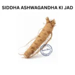 ASHWAGANDHA KI JAD WINTER CHERRY ROOT