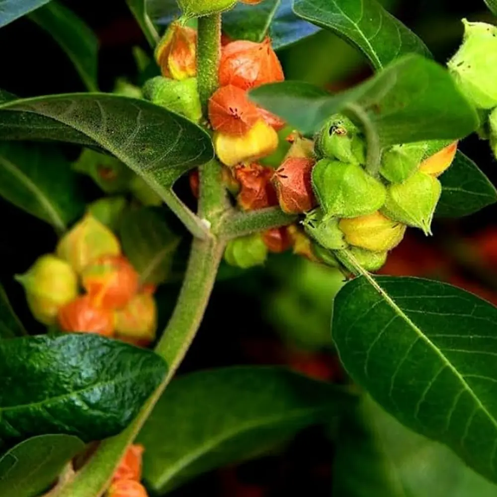 ASHWAGANDHA KI JAD ASHWAGANDHA KI JAD - ketu planet (ketu graha)