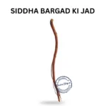 BARGAD KI JAD BANYAN ROOT