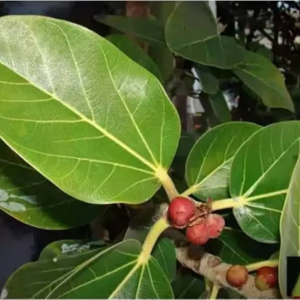 BARGAD KI JAD BARGAD KI JAD - mars planet (mangal grah)