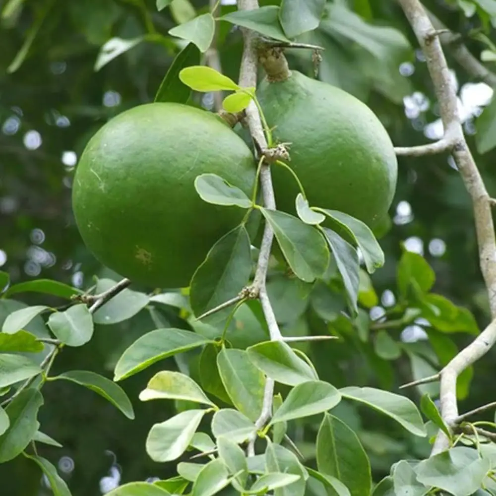 BEL KI JAD BEL KI JAD - Sun planet (Surya grah)