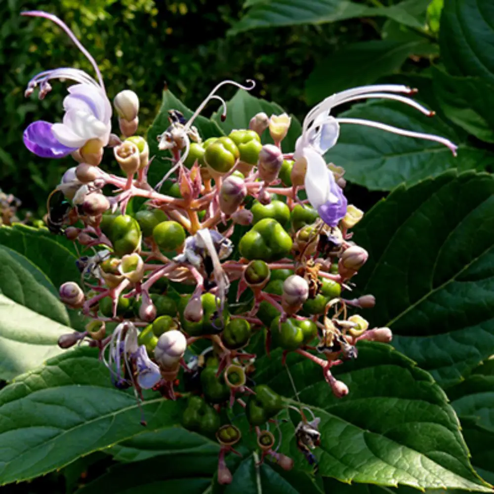 BHARANGI SARPAGANDHA KI JAD BHARANGI SARPAGANDHA KI JAD - jupiter planet (guru grah)