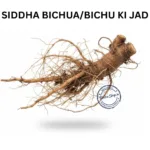 BICCHUA BICHU KI JAD STINGING NETTLE ROOT