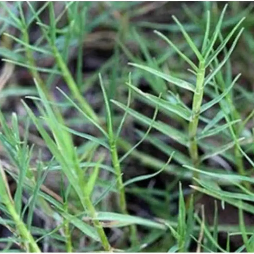 DURBA DUV KI JAD DURBA DUV KI JAD - rahu planet (rahu grah)