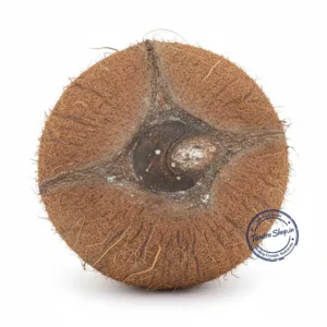 Original brown Ekakshi Nariyal with a single rare eye marking, also known as one-eyed coconut, used for Laxmi Pooja and prosperity