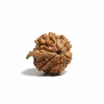 GANESH NEPALI RUDRAKSHA