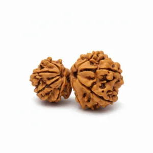 GAURB GAURI NEPALI RUDRAKSHA