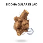 GULAR JAD ROOT CLUSTER FIG ROOT