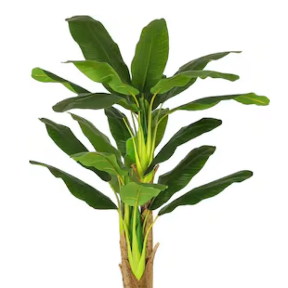 KELA KI JAD KELA KI JAD - jupiter planet (guru grah)