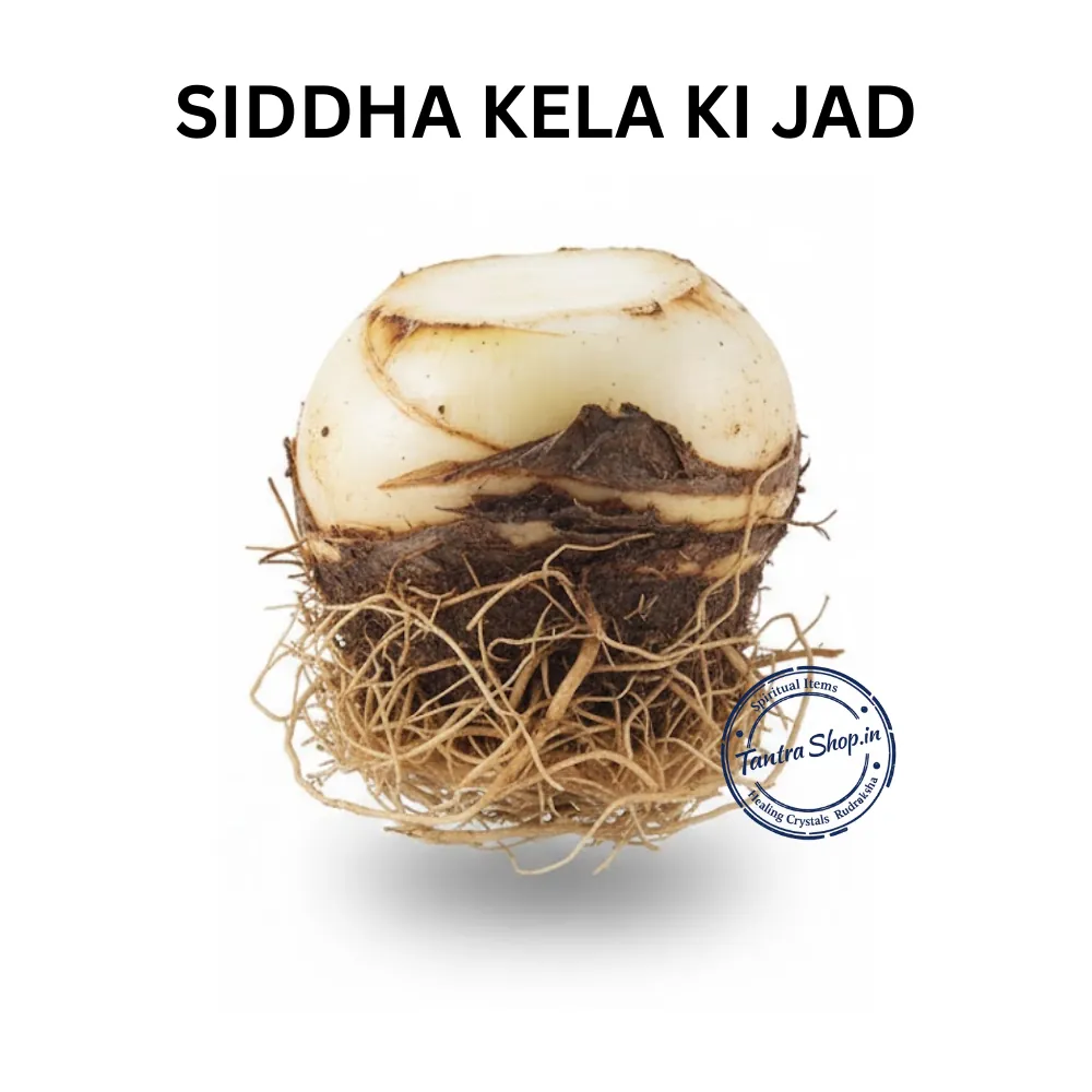 KELA MOOL BANANA ROOT KELA MOOL BANANA ROOT