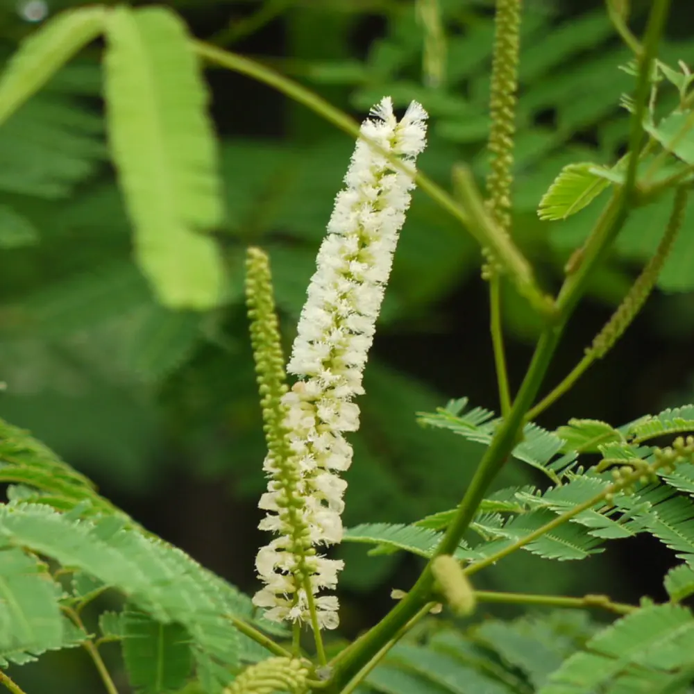 KHAIR KI JAD KHAIR KI JAD - mars planet (mangal grah)
