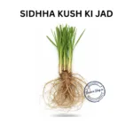 KUSH KI JAD KUSH DARV ROOT