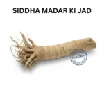 MADAR AAK KI JAD AAK ROOT CALOTROPIS ROOT