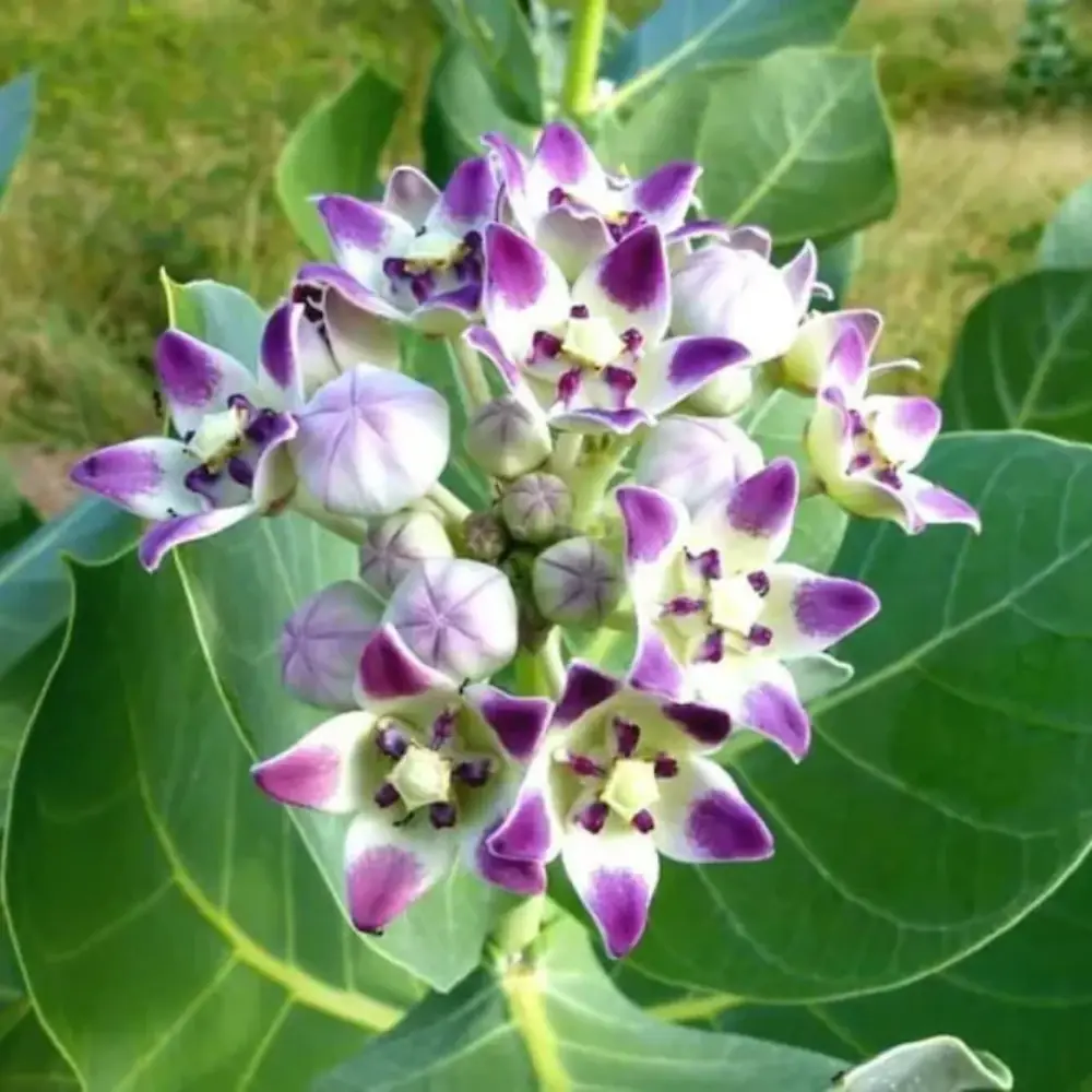 MADAR ARK KI JAD MADAR ARK KI JAD - Sun planet (Surya grah)