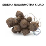 NAGARMOTHA KI JAD NUTGRASS ROOT