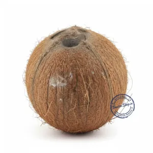 Authentic Shree Phal Ekakshi Nariyal, rare single-eyed coconut for Vastu correction and attracting wealth