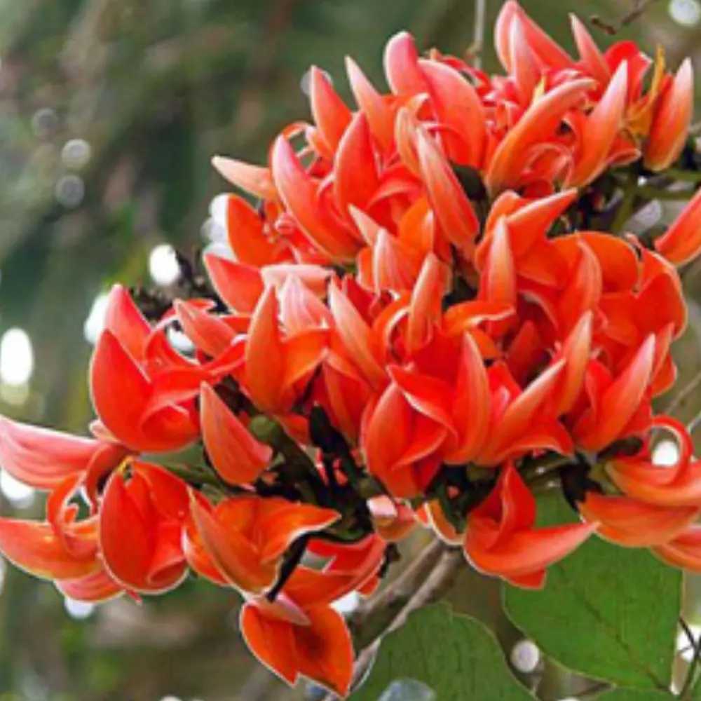 PALAS KI JAD PALAS KI JAD - moon planet (chandra grah)