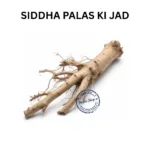 PALASH KI JAD BUTEA MONOSPERMA ROOT