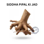 PIPAL KI JAD FICUS RELIGIOSA ROOT
