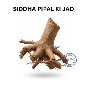 PIPAL KI JAD FICUS RELIGIOSA ROOT
