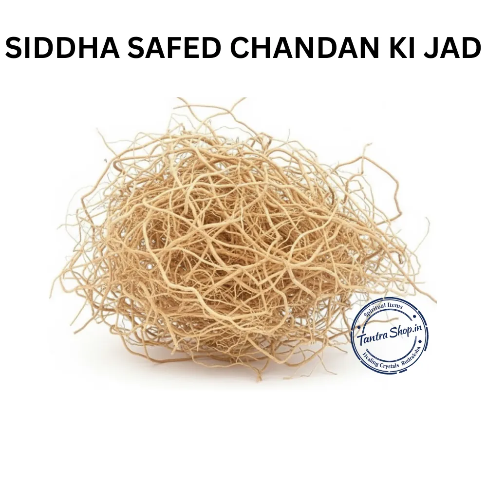 SAFED CHANDAN KI JAD WHITE SANDALWOOD ROOT SAFED CHANDAN KI JAD WHITE SANDALWOOD ROOT