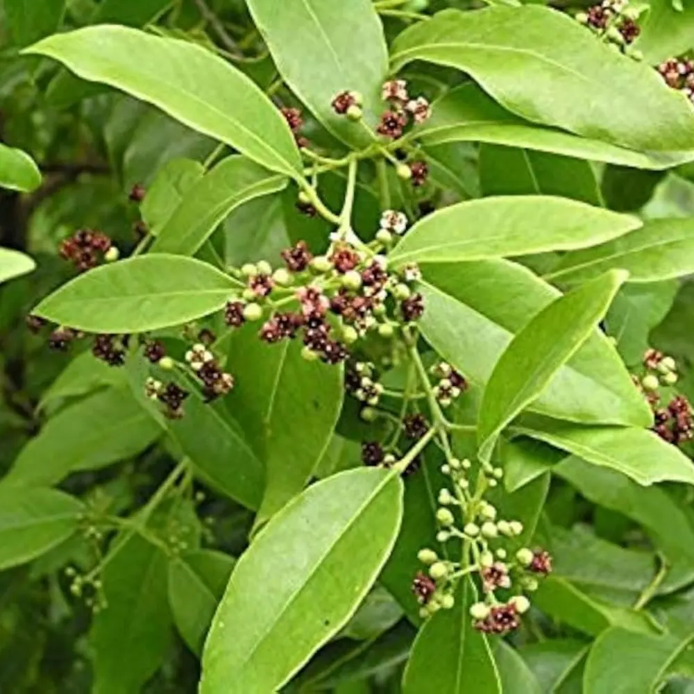 SAFED CHANDAN KI JAD SAFED CHANDAN KI JAD - rahu planet (rahu grah)