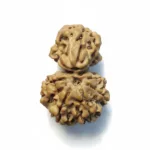 SAVAR NEPALI RUDRAKSHA
