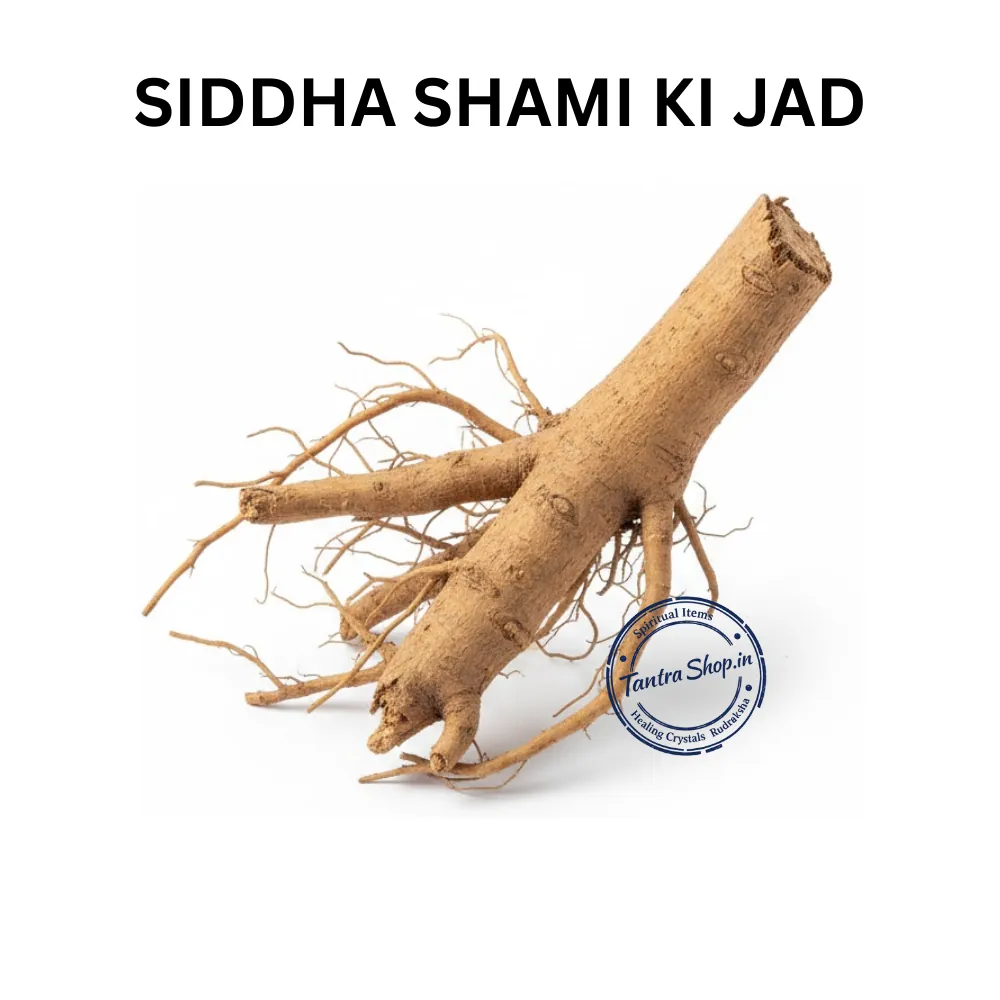SHAMI KI JAD KHEJRI ROOT SHAMI KI JAD KHEJRI ROOT