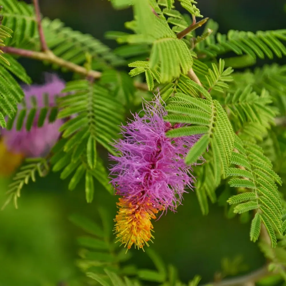 SHAMI KI JAD SHAMI KI JAD - saturn planet (shani grah)