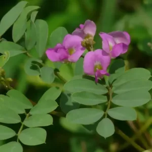 SHARPUNKHA KI JAD - venus planet (shukra grah)