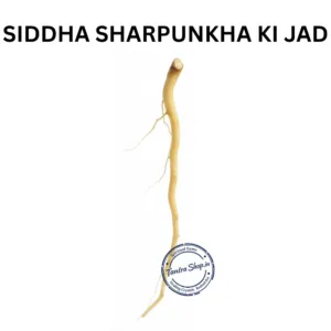 SHRAPUNKHA KI JAD TEPHROSIA PURPUREA ROOT