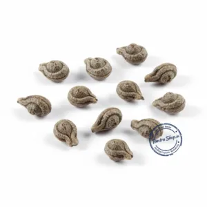 Closeup of original brown Shivlingi seeds (Bryonia laciniosa) which resemble the shape of a Shivling icon, used for female fertility in Ayurveda