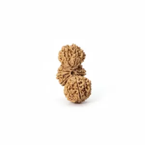 TRIJUT NEPALI RUDRAKSHA