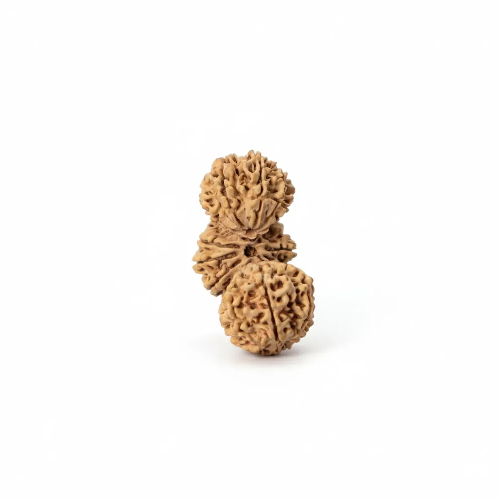 TRIJUT NEPALI RUDRAKSHA TRIJUT NEPALI RUDRAKSHA