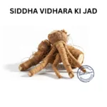 VIDHARA KI JAD ELEPHANT CREEPER ROOT