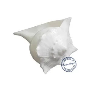 dakshinavarti laxmi shankh