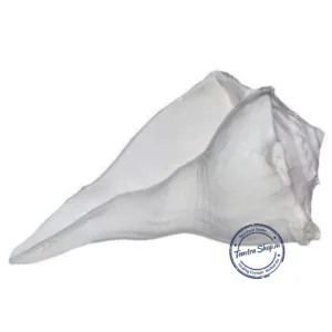 dakshinavarti right hand conch