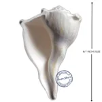 dakshinavarti shankh