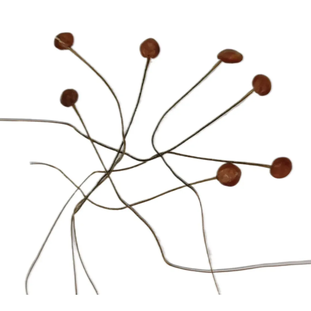 Original Man Mohini Jadi Close-Up – Natural & Authentic Close up of original Man Mohini Jadi authentic attraction root