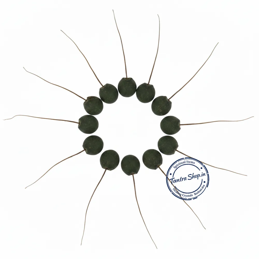 Man Mohini Jadi Pair – Original Energized Attraction Root Man Mohini Jadi pair original energized authentic attraction root