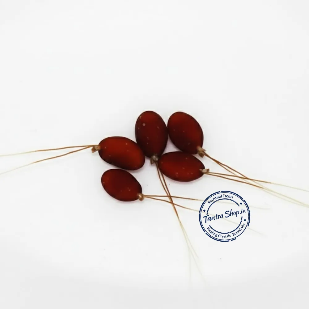 Mona Moni Aakarshan Jadi – Original Energized Attraction Root Pair Mona Moni Aakarshan Jadi original energized attraction root pair