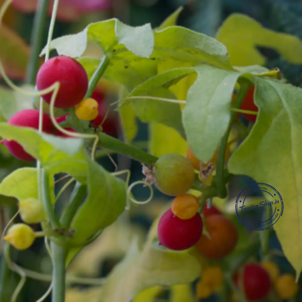 shivlingi beej Round natural Shivlingi seeds used in Ayurvedic traditions, featuring a distinct marking resembling a Shiva Lingam