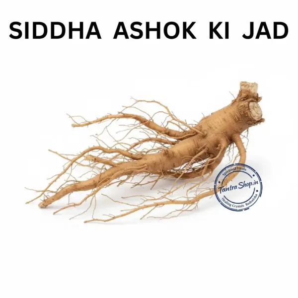 Ashok ped ka jad natural original