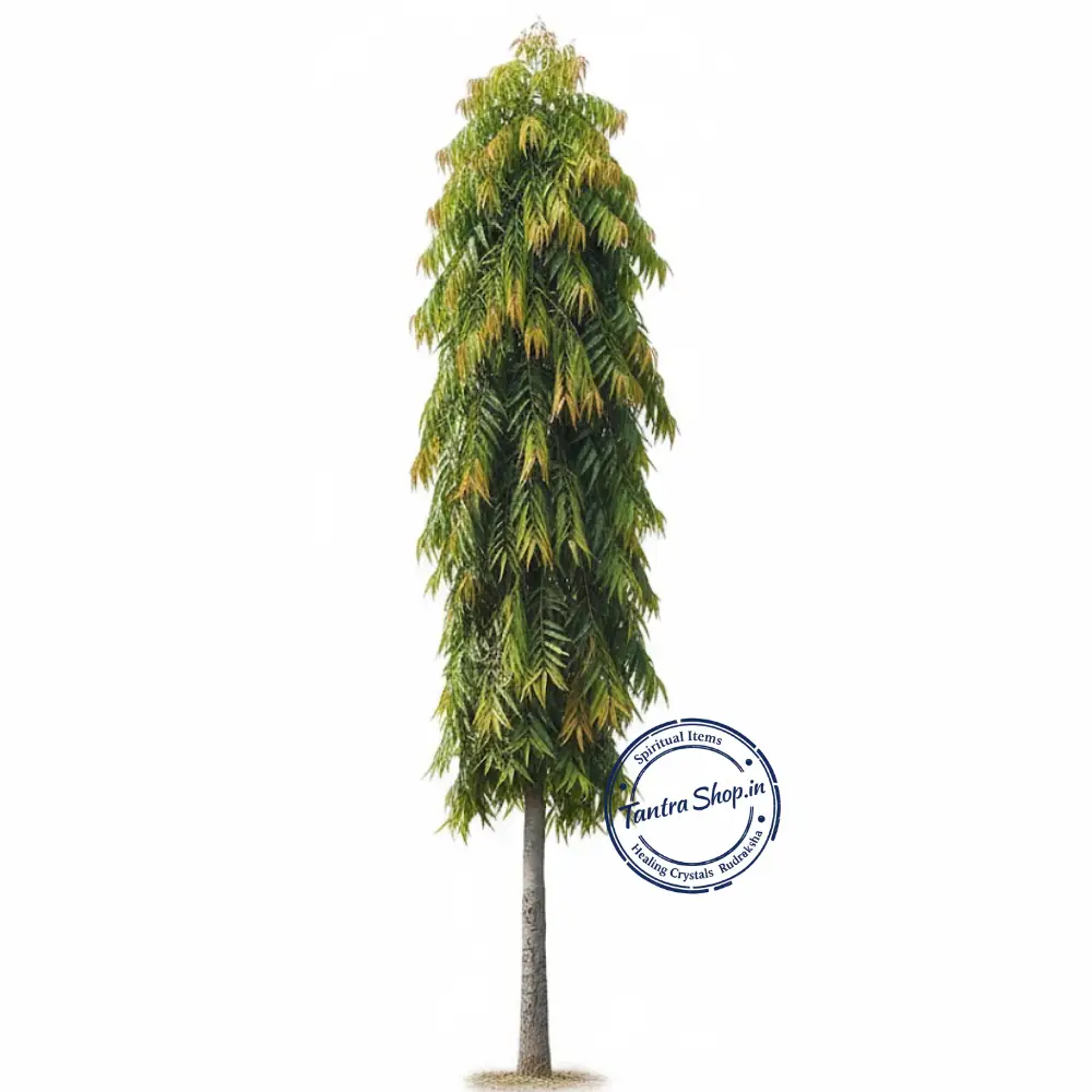 Ashok Ped Ka Jad with Tree – Natural & Authentic Ashoka ped ka jad with ashok tree natural original