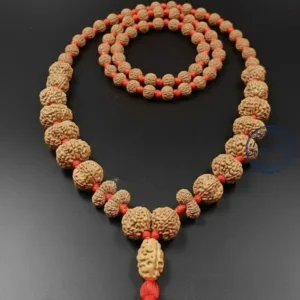 Close up indonesia java rudraksha indra indrani mukhi lines