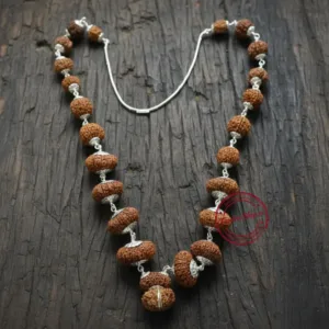 Close up nepali indra indrani rudraksha beads mukhi lines