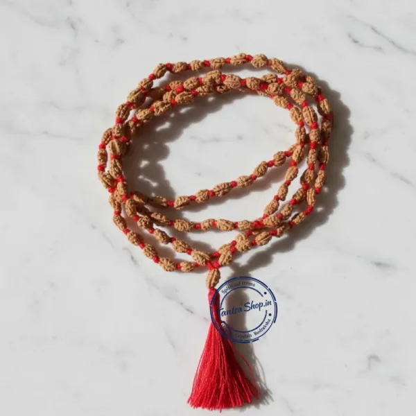 Close up natural one mukhi indonesia rudraksha bead