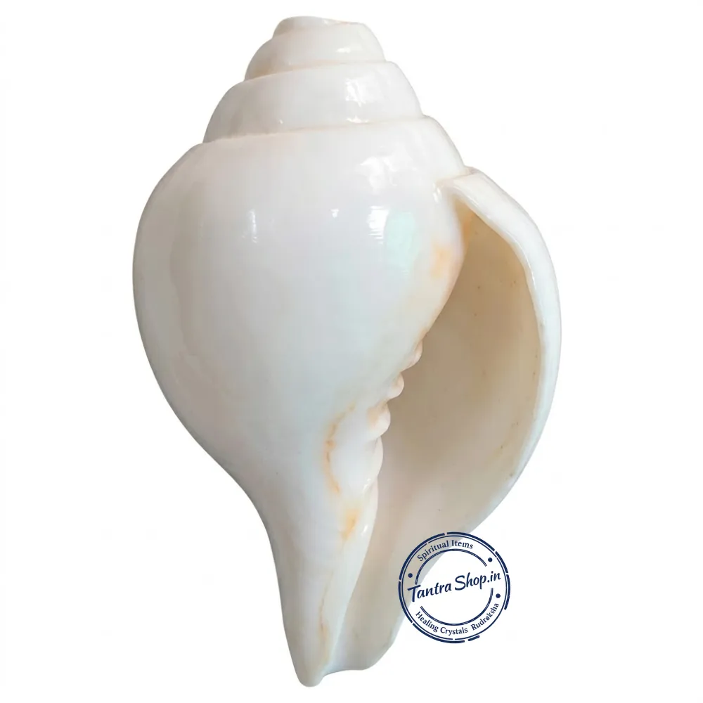 Blowing Shankh in Puja – Spiritual Sound Ritual Blowing shankh puja ritual sound spiritual use