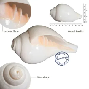 Hand holding blowing shankh conch shell puja