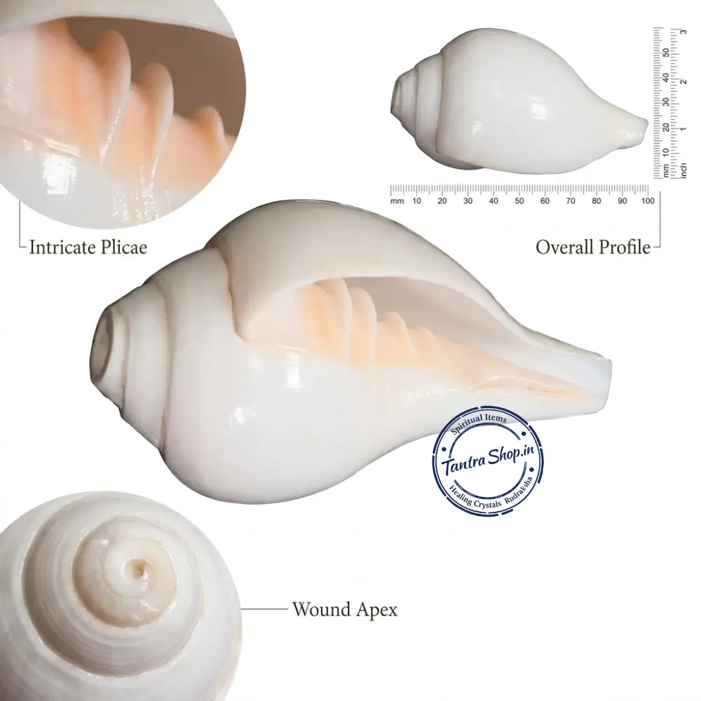 Hand holding blowing shankh conch shell puja